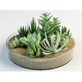 succulent composition plants cacti